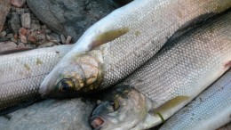 I pesci ingeriscono microplastiche
