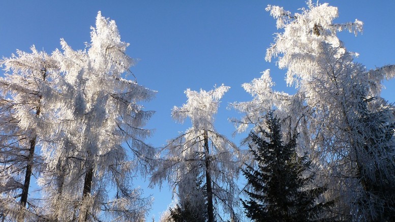 La foresta di Tarvisio