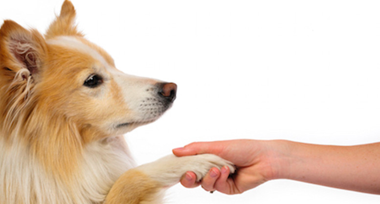 Dog doc