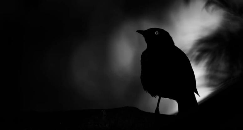 La foto dello storno