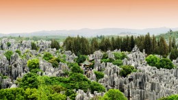 La foresta di pietra