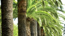 Verde urbano, 400mila euro per la riviera nord