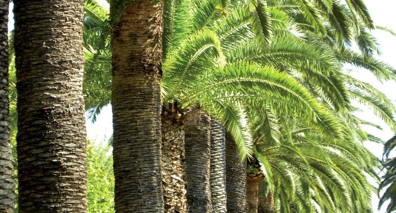 Verde urbano, 400mila euro per la riviera nord