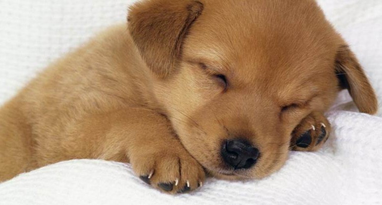 Montesilvano, adotta un cucciolo abbandonato