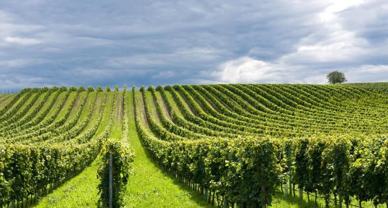 Sviluppo rurale, fondi europei per aziende abruzzesi