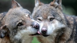 Tutela del lupo, Wwf e studenti in piazza