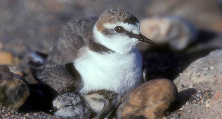 Fratino in Abruzzo, linee guida WWF per la tutela