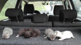 I gattini ritrovati tra i rifiuti