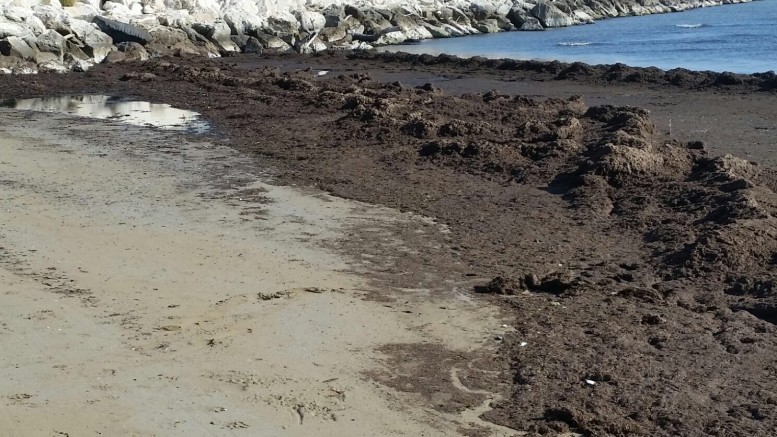 Il materiale lungo la spiaggia sud