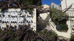 Il pino crollato nel cimitero