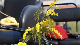 Festa della donna, una mimosa a scuola