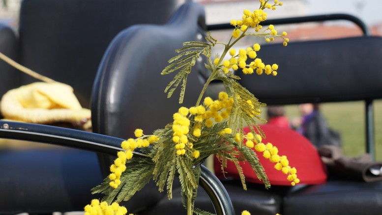 Festa della donna, una mimosa a scuola