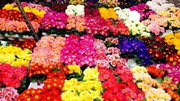 Dal 29 aprile al 1° maggio Mostra del fiore - Florviva 2017