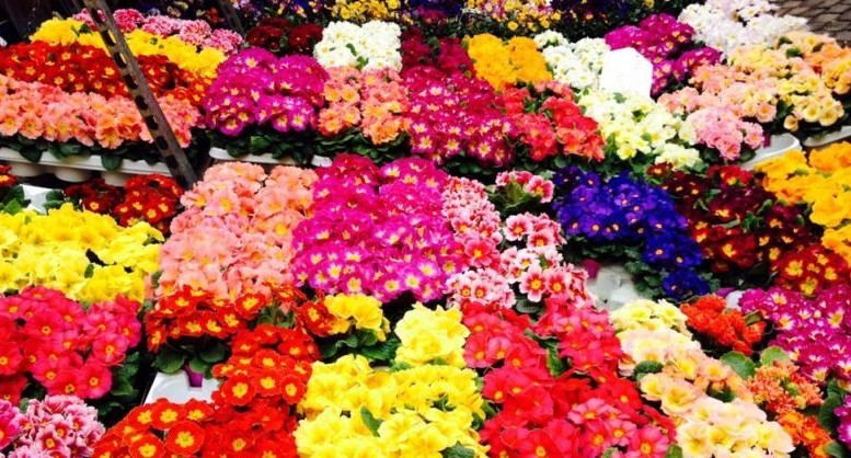 Dal 29 aprile al 1° maggio Mostra del fiore - Florviva 2017