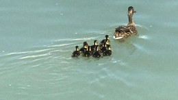 La famiglia di papere tratta in salvo
