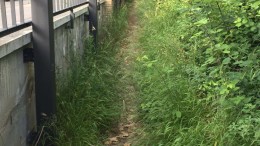 Il tratto della pineta incolto