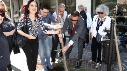 Ripiantumazione in via Fabrizi con nuovi lecci