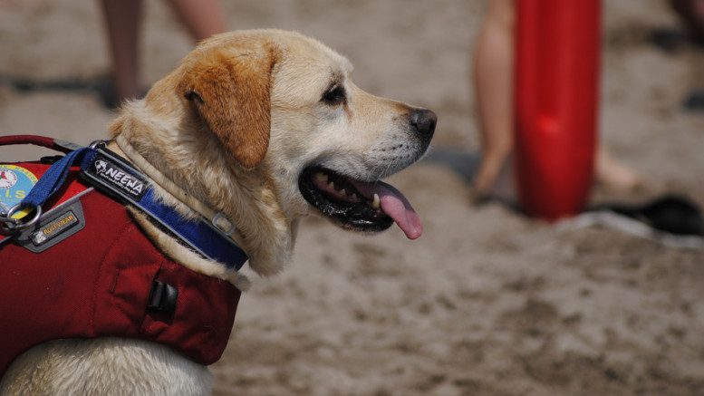 Lifeguard dog