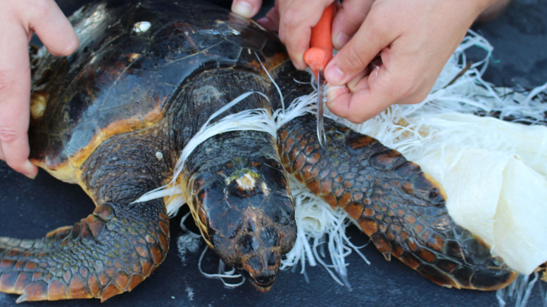 Charlie - Foto Denis Del Villano (WWF)