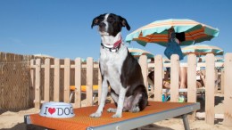Spiagge pet friendly riconfermate a Montesilvano