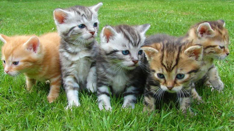 Una colonia di gatti
