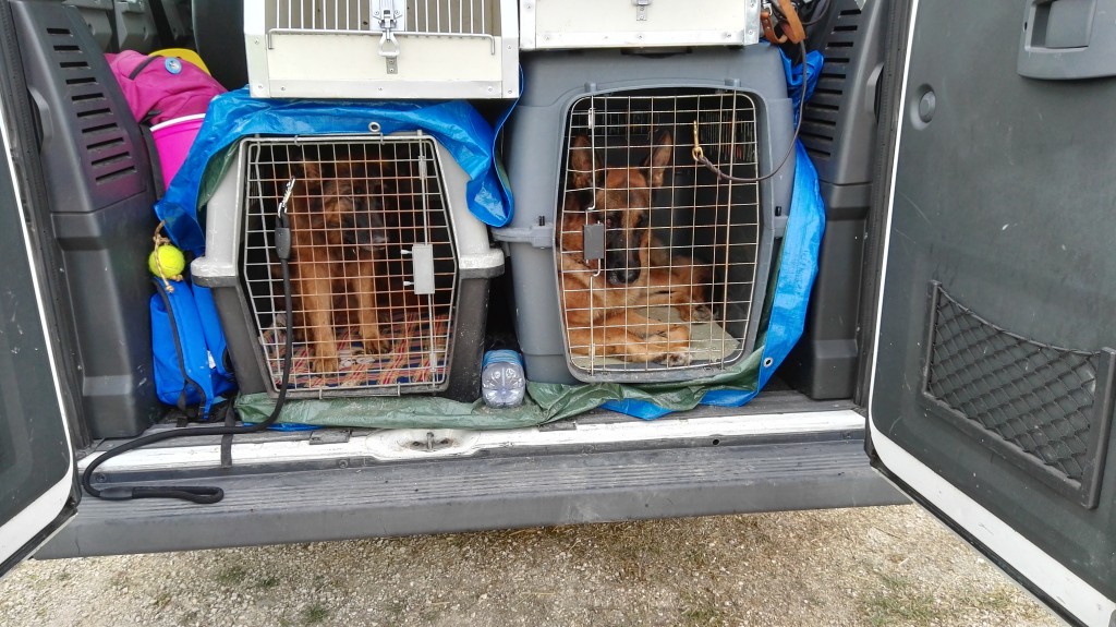 Gli-altri-cani-della-Protezione-civile.