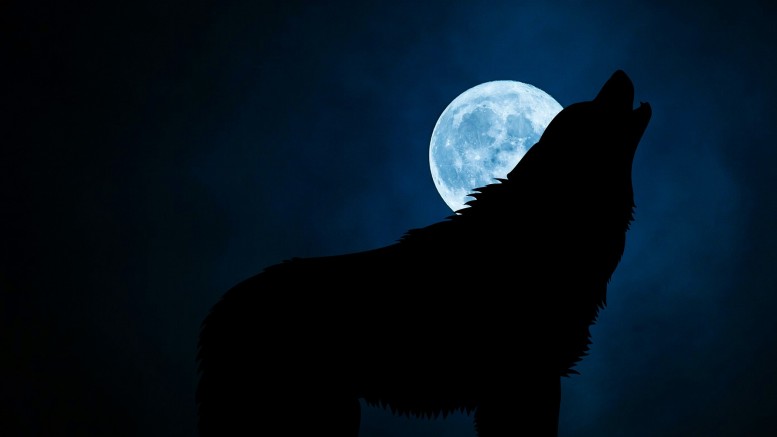 Il lupo mannaro tra leggenda e realtà