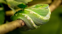 Serpente