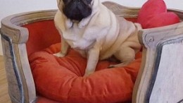 carlino cane mondano