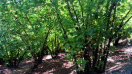 nocciole in tuscia