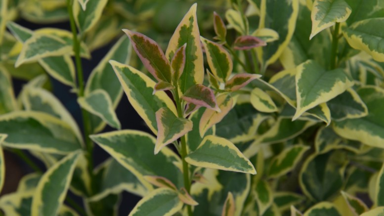 ligustrum japonicum variegato