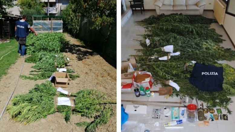 piantagioni marijuana