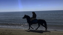cavallo in spiaggia