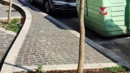 alberi