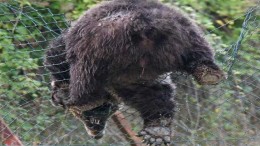 orso che scavalca rete