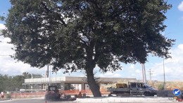 albero condannato a morte