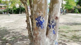 alberi caserma cocco