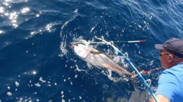 big game pesca