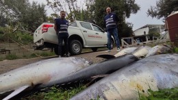 sequestro tonni pescara