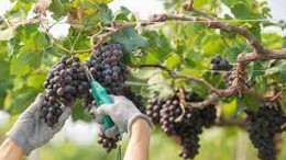 vendemmia