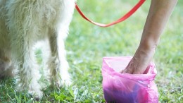 cacca di cane