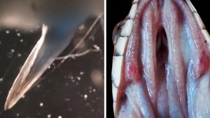 serpenti nuova scoperta