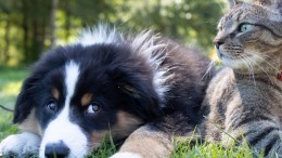 gatto e cane