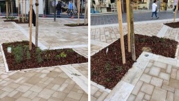 Alberi piantati male in Corso Umberto a Pescara