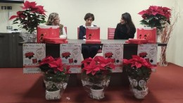 Ail e Stelle di Natale