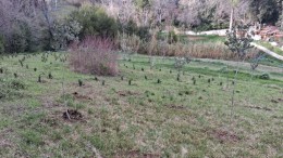 Rimboschimento a Loreto Aprutino