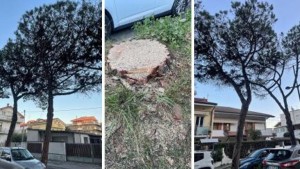 alberi