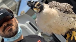 BIRD CONTROL A PESCARA