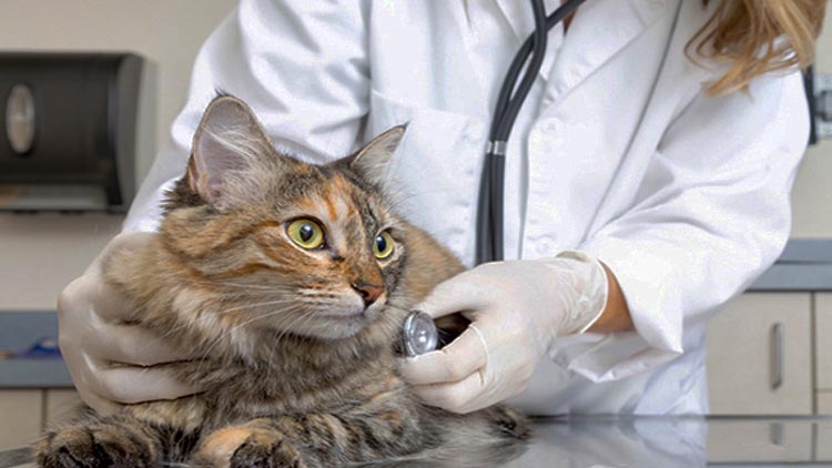 servizio veterinario