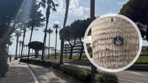 censimento alberi Montesilvano Spiaggia